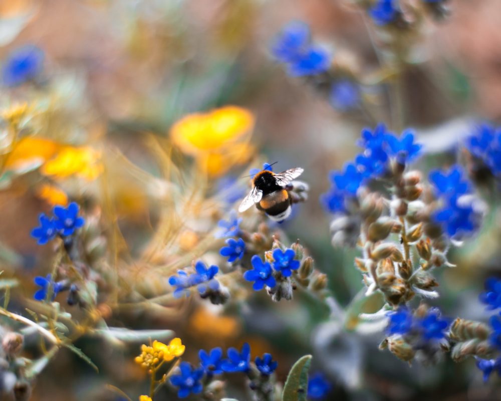 Insektenfreundlicher Garten