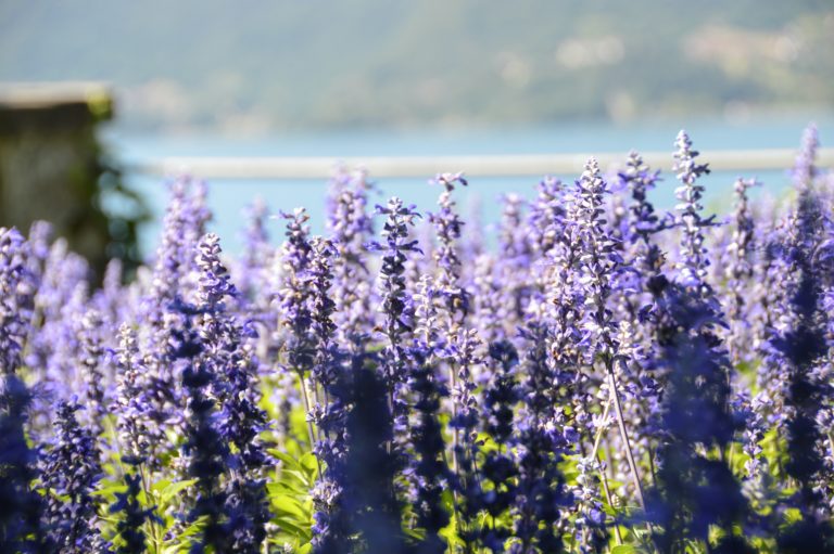 Lavendelsäckchen gegen Motten – Wohlriechende Abwehr im Vergleich