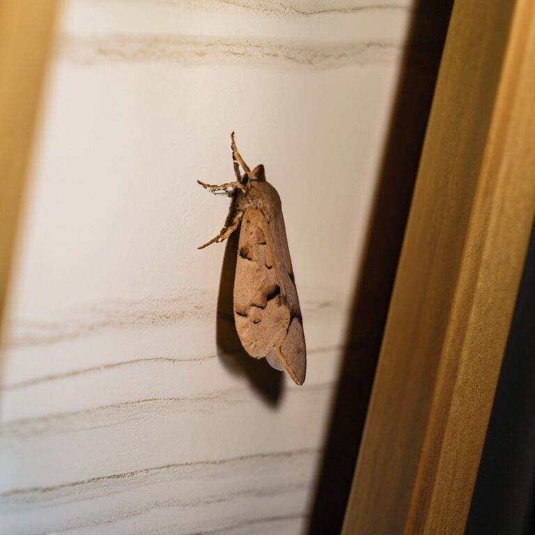 Motten im Schrank Ursachen & Bekämpfung Ungeziefero.de