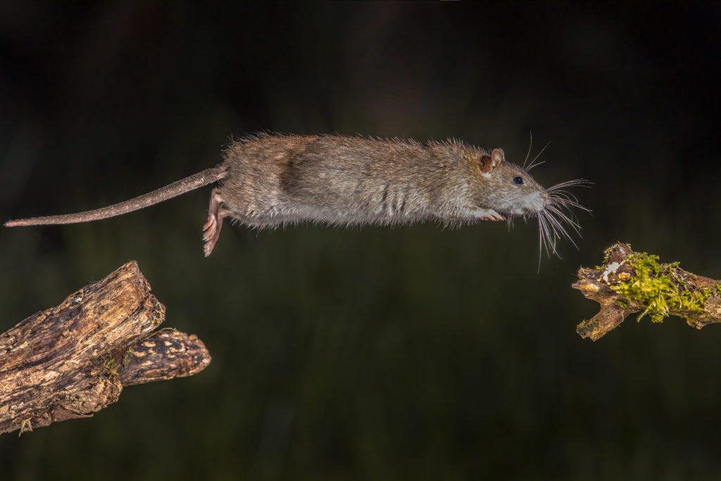 Wühlmaus oder Ratte