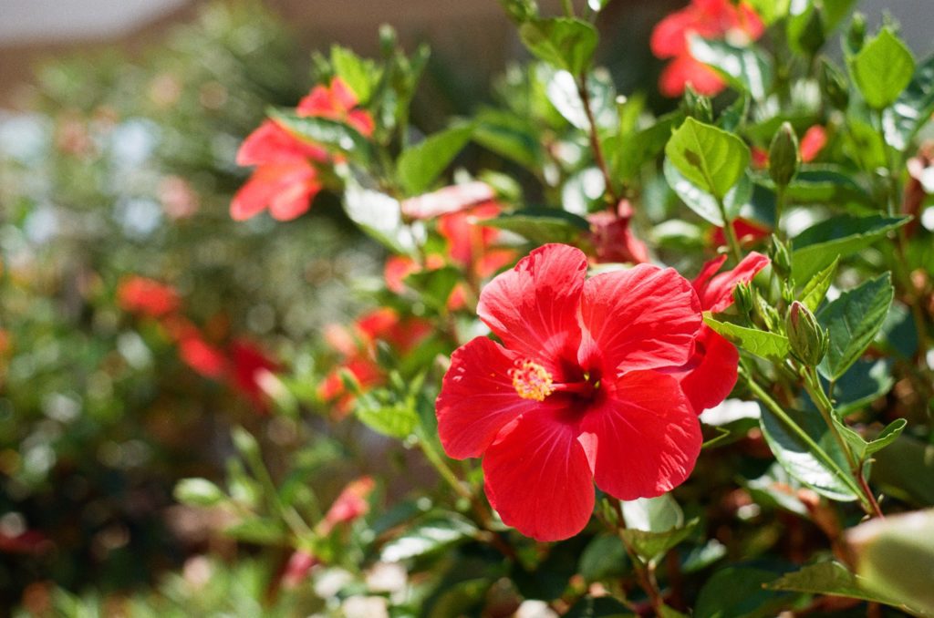 Blattläuse Hibiskus