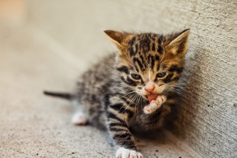 Flöhe bei Katzen – Befall erkennen & behandeln