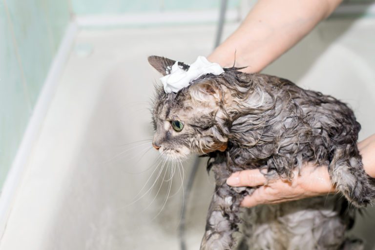 Effektives Flohshampoo für Katzen im Vergleich (2023)