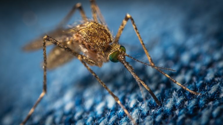 Mücken – Diese Krankheiten übertragen Sie
