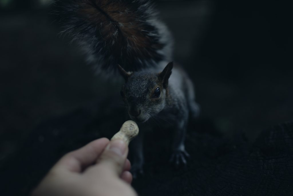 Sind Eichhörnchen nachtaktiv