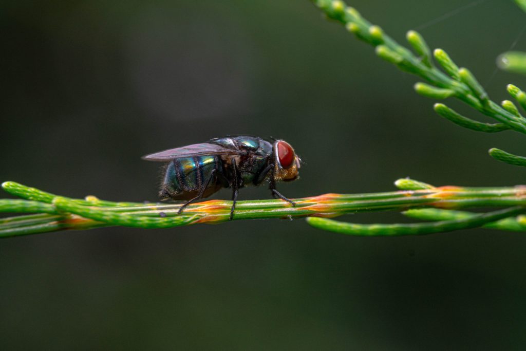 Wie lange leben Fliegen