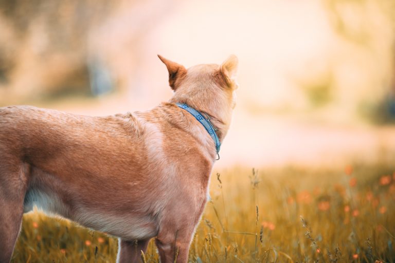 Zeckenhalsband für Hunde – Besten Modelle