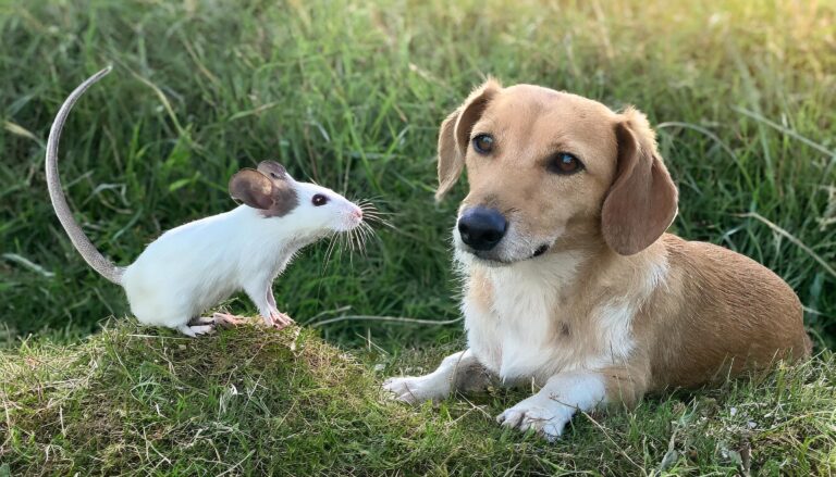 Hund frisst Mäuse – Welche Gefahren drohen?