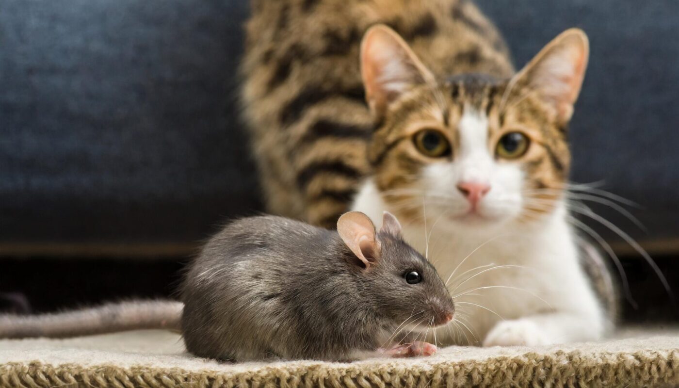 Katze bringt Mäuse