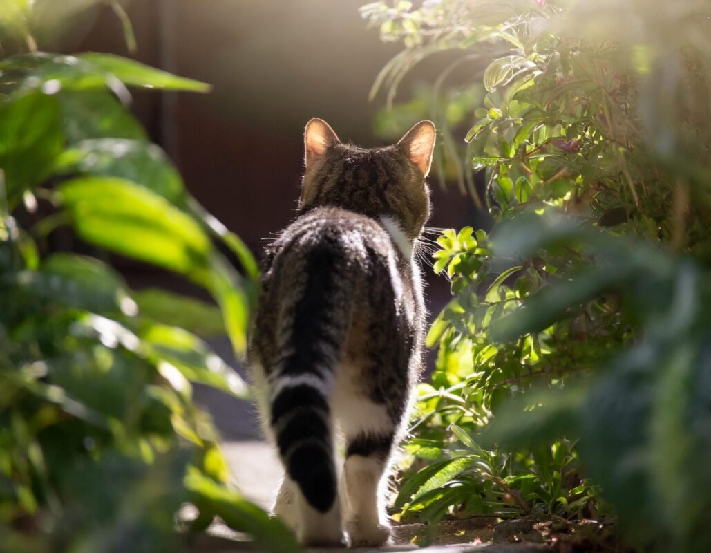 Katze verlässt garten