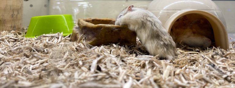 Halten Mäuse einen Winterschlaf?