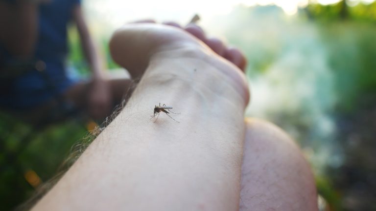 Mücken vertreiben – Diese Mittel helfen wirklich