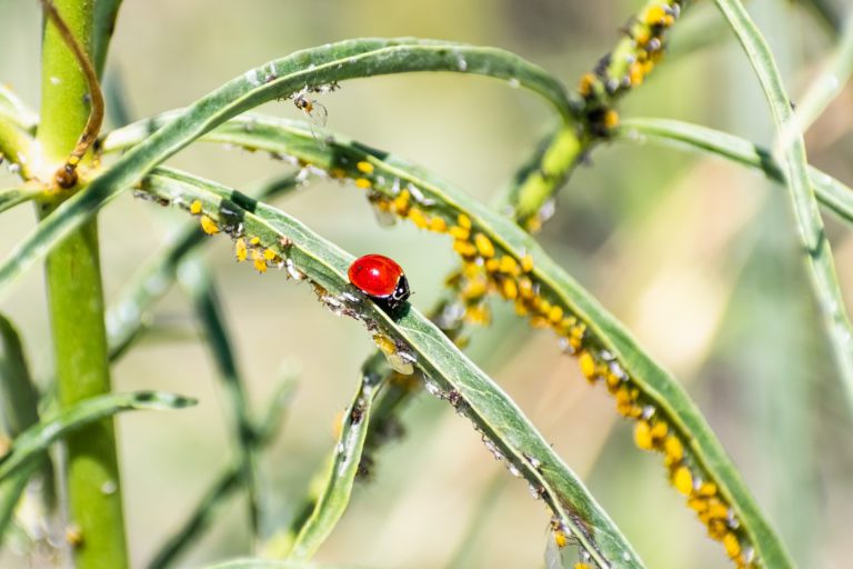 Nützlinge gegen Blattläuse – Diese Fressfeinde helfen gegen die Schädlinge