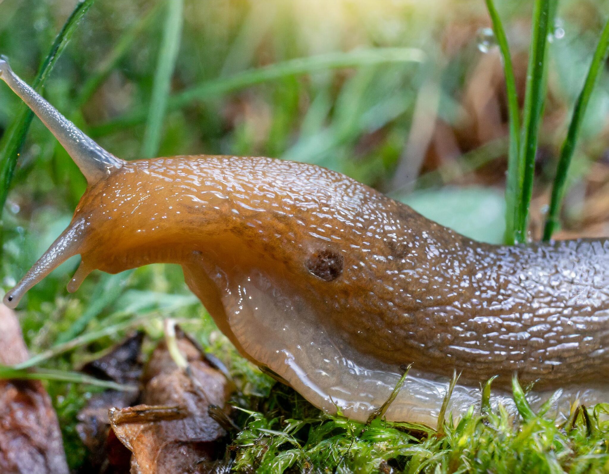 Können Schnecken Unter Wasser Atmen