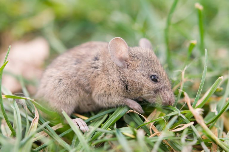 Ultraschall gegen Mäuse – Tierfreundliche Schädlingsbekämpfung