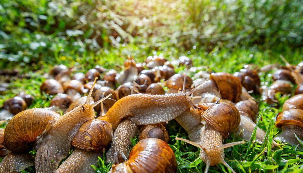 Wohin mit abgesammelten Schnecken