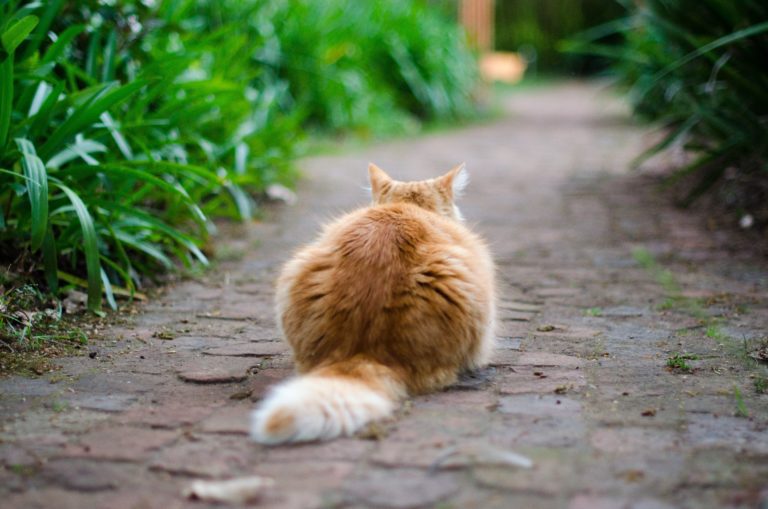 Zecken bei Katzen – Einfach erkennen & entfernen