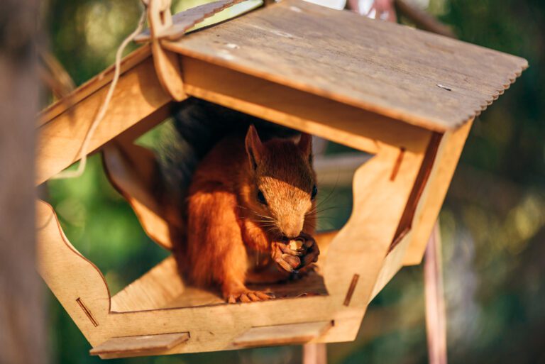 Eichhörnchen Futterstation – Besten Modelle im Test