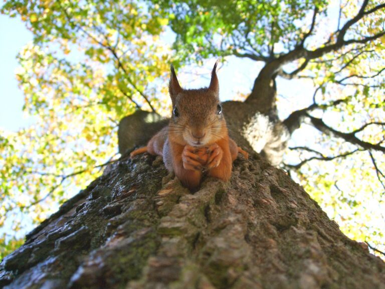 Sind Eichhörnchen Nesträuber?